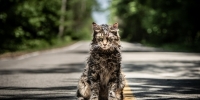 Кладбище домашних животных / Pet Sematary (2019) 