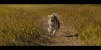 Собачья жизнь 2 / A Dog's Journey (2019) 